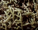 Neolepidozia heterotexta