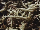 Neolepidozia heterotexta