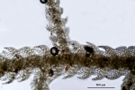 Neolepidozia heterotexta