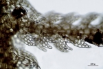 Neolepidozia heterotexta