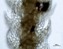 Neolepidozia heterotexta