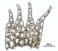 Neolepidozia heterotexta
