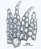 Neolepidozia heterotexta