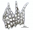 Neolepidozia heterotexta