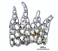 Neolepidozia heterotexta