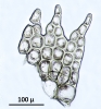 Neolepidozia heterotexta