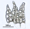 Neolepidozia heterotexta