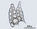 Neolepidozia heterotexta