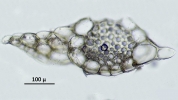 Neolepidozia heterotexta