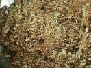 Plagiochila bicornuta
