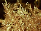 Plagiochila bicornuta
