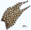 Plagiochila bicornuta