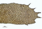 Plagiochila bicornuta