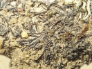 Riccia nigrella