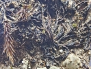 Riccia nigrella