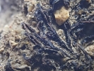 Riccia nigrella