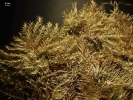 Hypnodendron camptotheca