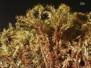 Hypnodendron camptotheca