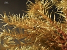 Hypnodendron camptotheca