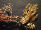 Hypnodendron camptotheca