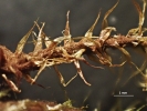Hypnodendron camptotheca