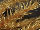 Hypnodendron camptotheca