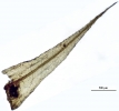 Hypnodendron camptotheca
