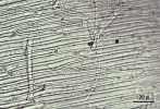 Hypnodendron camptotheca