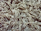 Tetracymbaliella comptonii