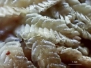 Tetracymbaliella comptonii