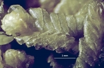 Tetracymbaliella comptonii