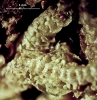 Tetracymbaliella comptonii