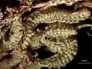Tetracymbaliella comptonii