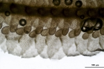 Tetracymbaliella comptonii