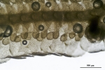 Tetracymbaliella comptonii