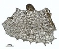 Tetracymbaliella comptonii
