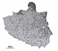 Tetracymbaliella comptonii