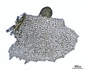 Tetracymbaliella comptonii