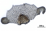 Tetracymbaliella comptonii