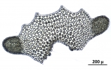 Tetracymbaliella comptonii