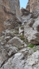 Molendoa hornschuchiana