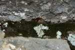 Molendoa hornschuchiana