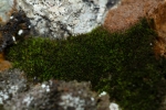 Molendoa hornschuchiana