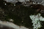 Molendoa hornschuchiana