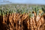 Molendoa hornschuchiana
