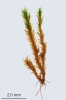 Molendoa hornschuchiana