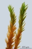 Molendoa hornschuchiana
