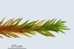 Molendoa hornschuchiana