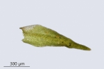 Molendoa hornschuchiana