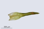 Molendoa hornschuchiana